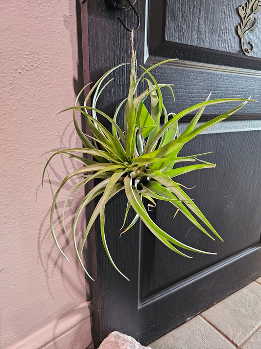 Air Plant - Tillandsia Capitata Green