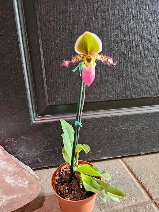 Lady Slipper Orchid 'Pinocchio'
