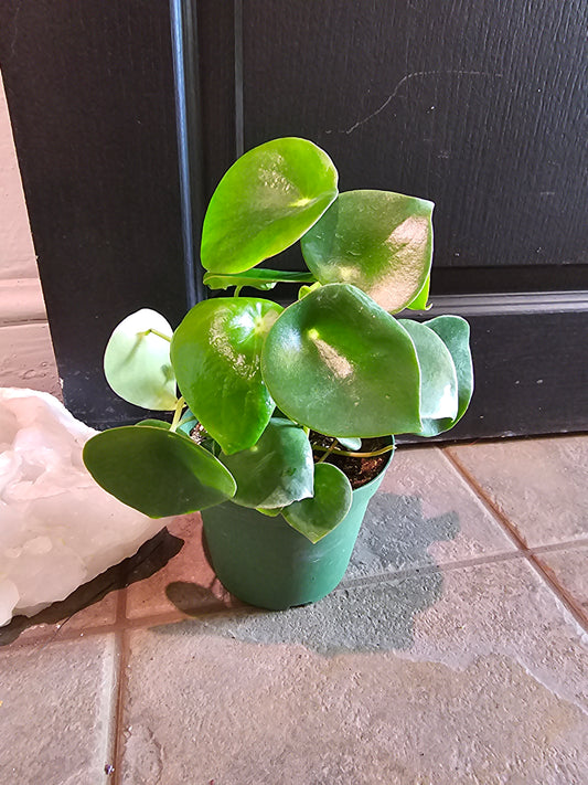 Peperomia 'Raindrop'