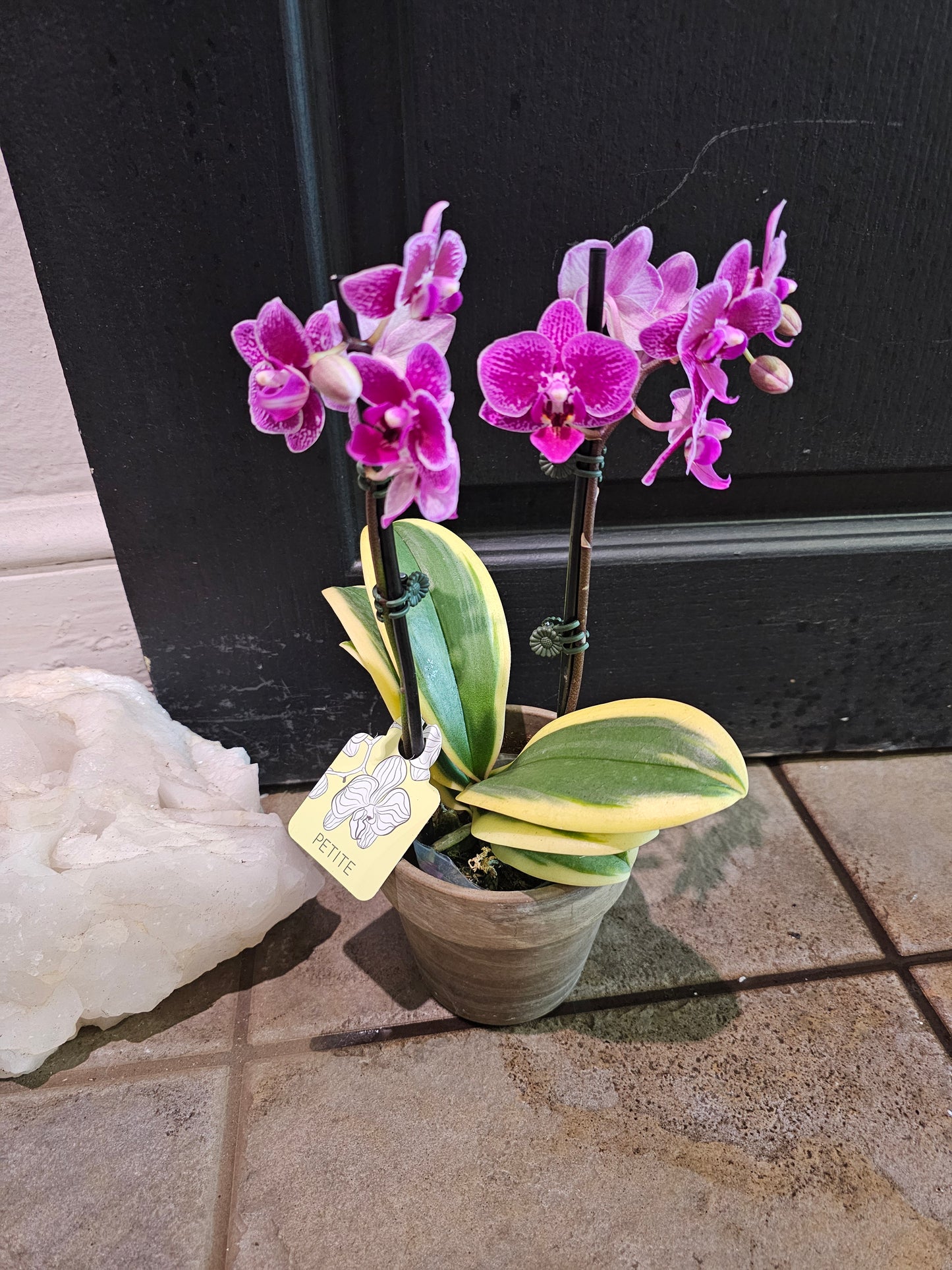 Phalaenopsis Orchid