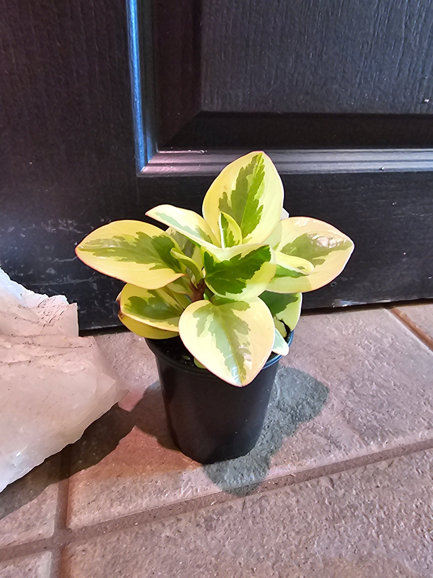 Peperomia Obtusifolia 'Golden Gate'