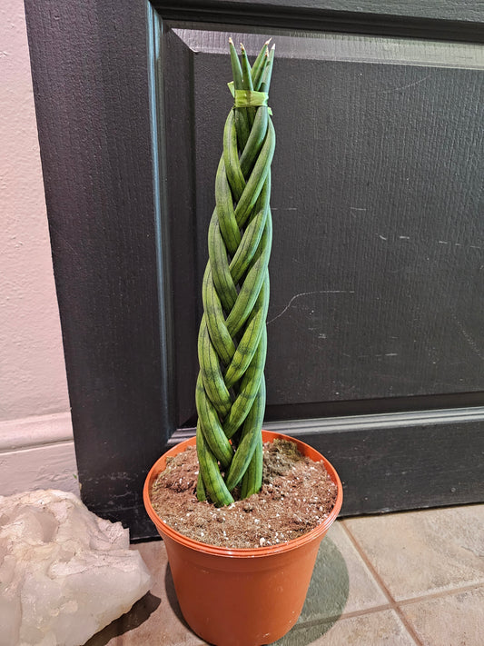 Sansevieria Cylyndrica Braid