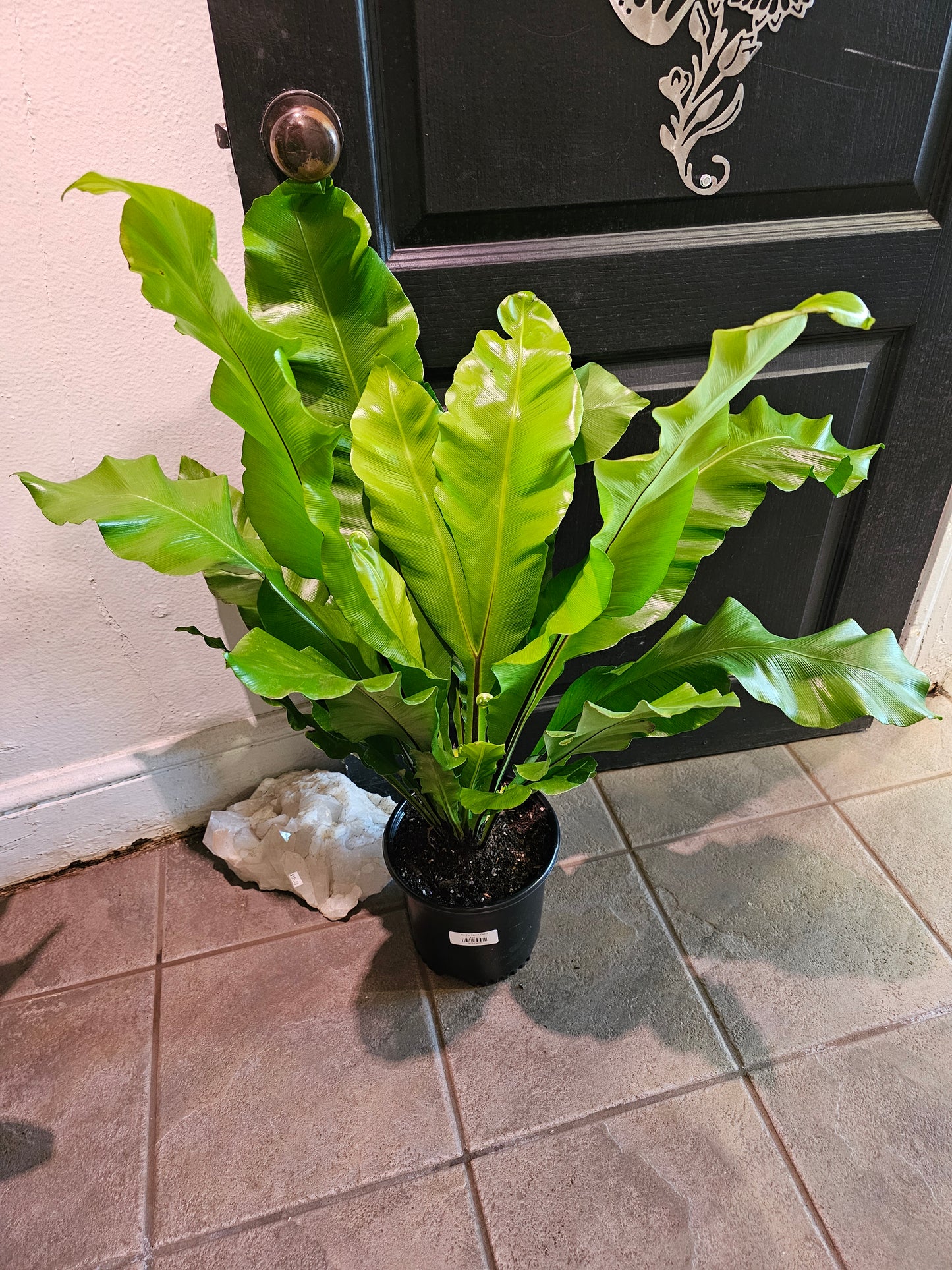 Bird's Nest Fern