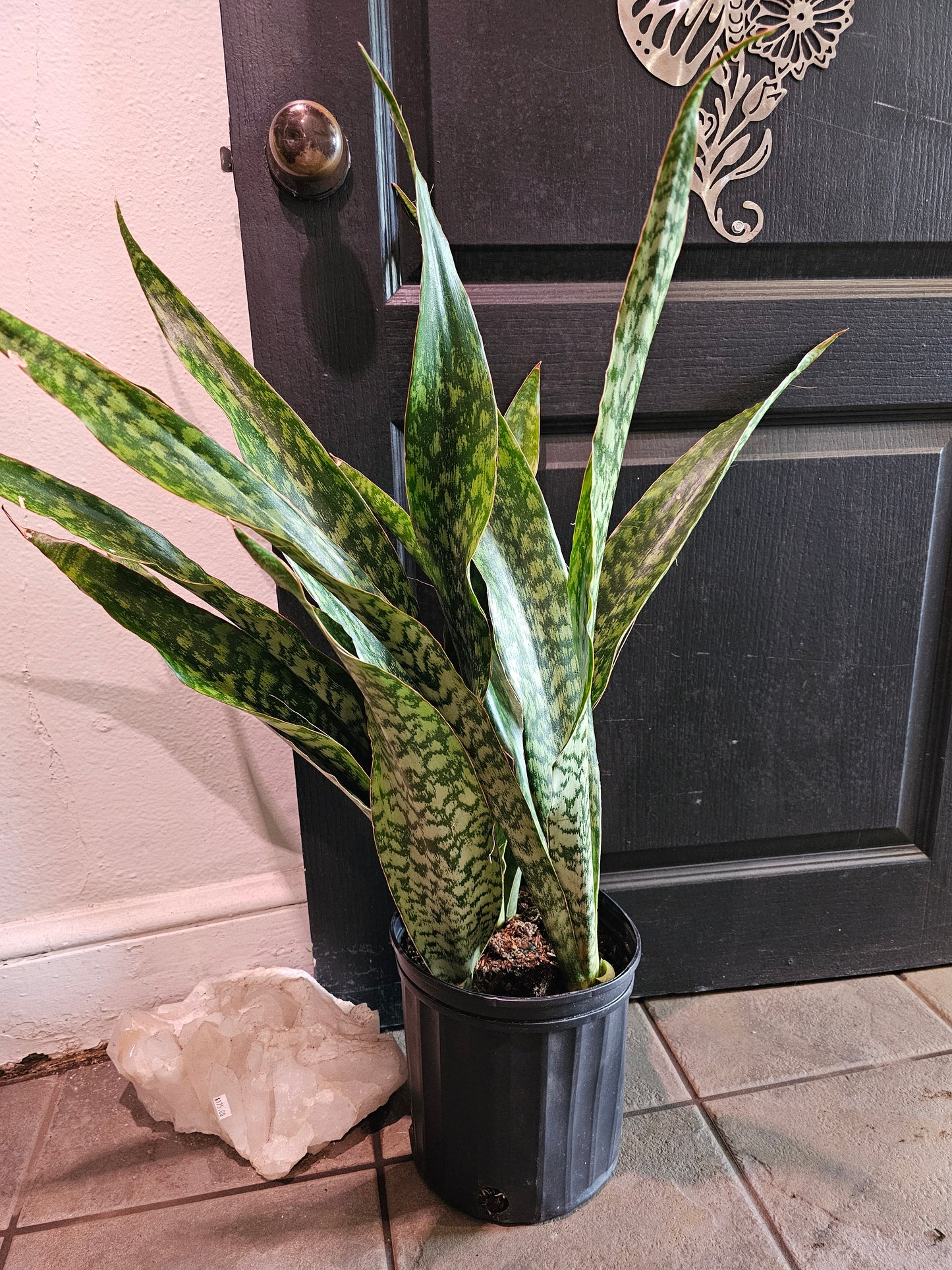 Sansevieria Jaboa