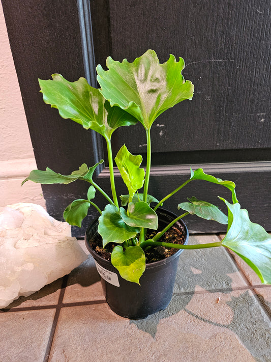 Philodendron Hope