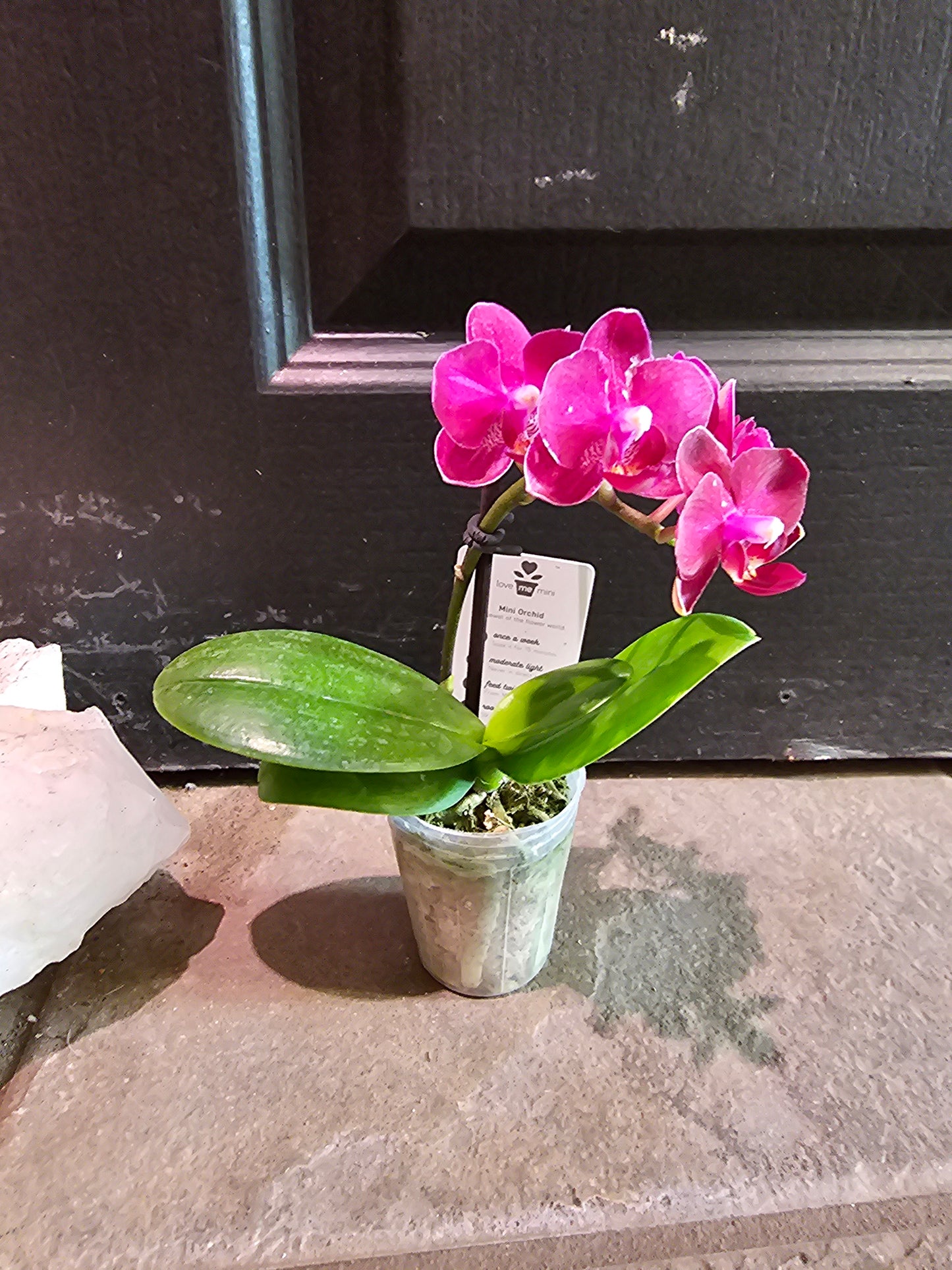 Phalaenopsis Orchid