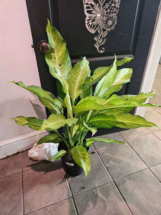 Dieffenbachia Camouflage