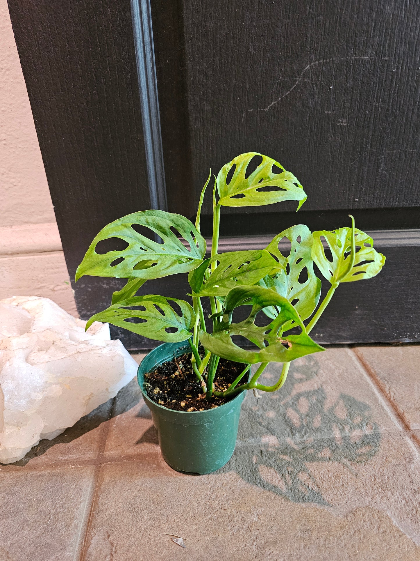 Monstera Esqueleto