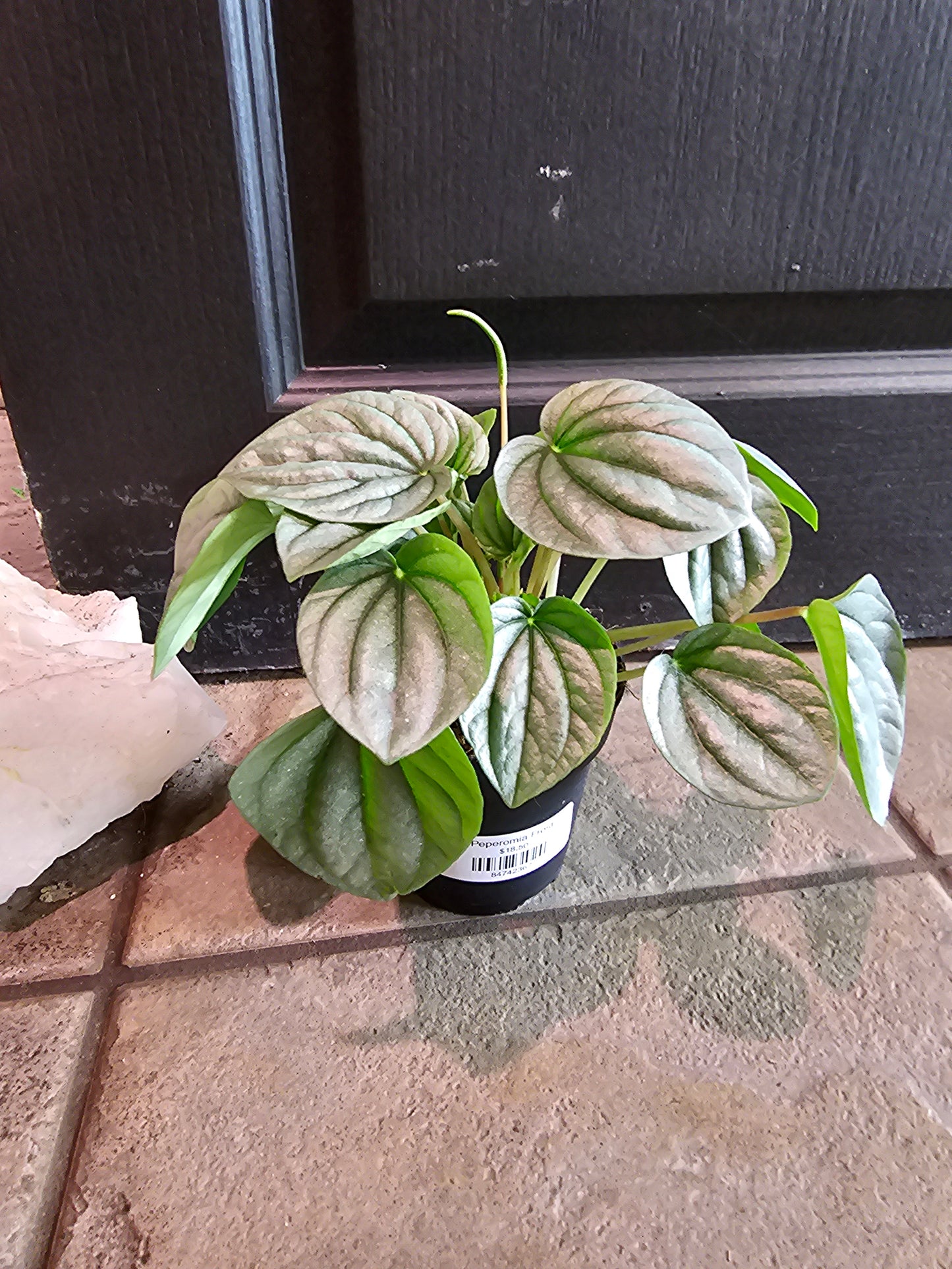 Peperomia Frost