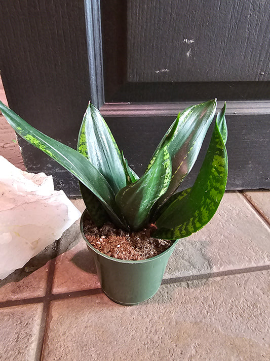 Sansevieria Trifasciata 'Whitney'