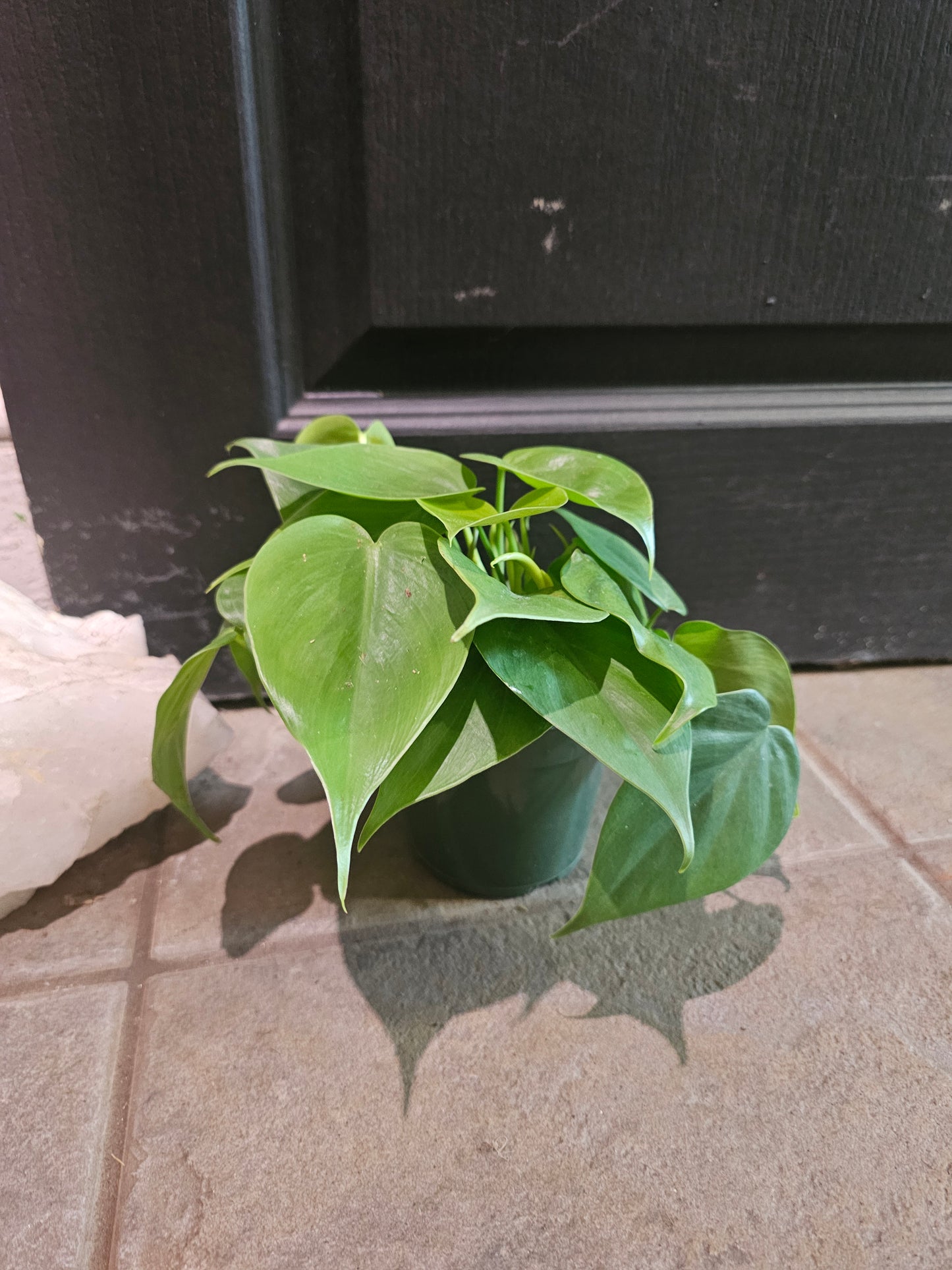 Philodendron Cordatum