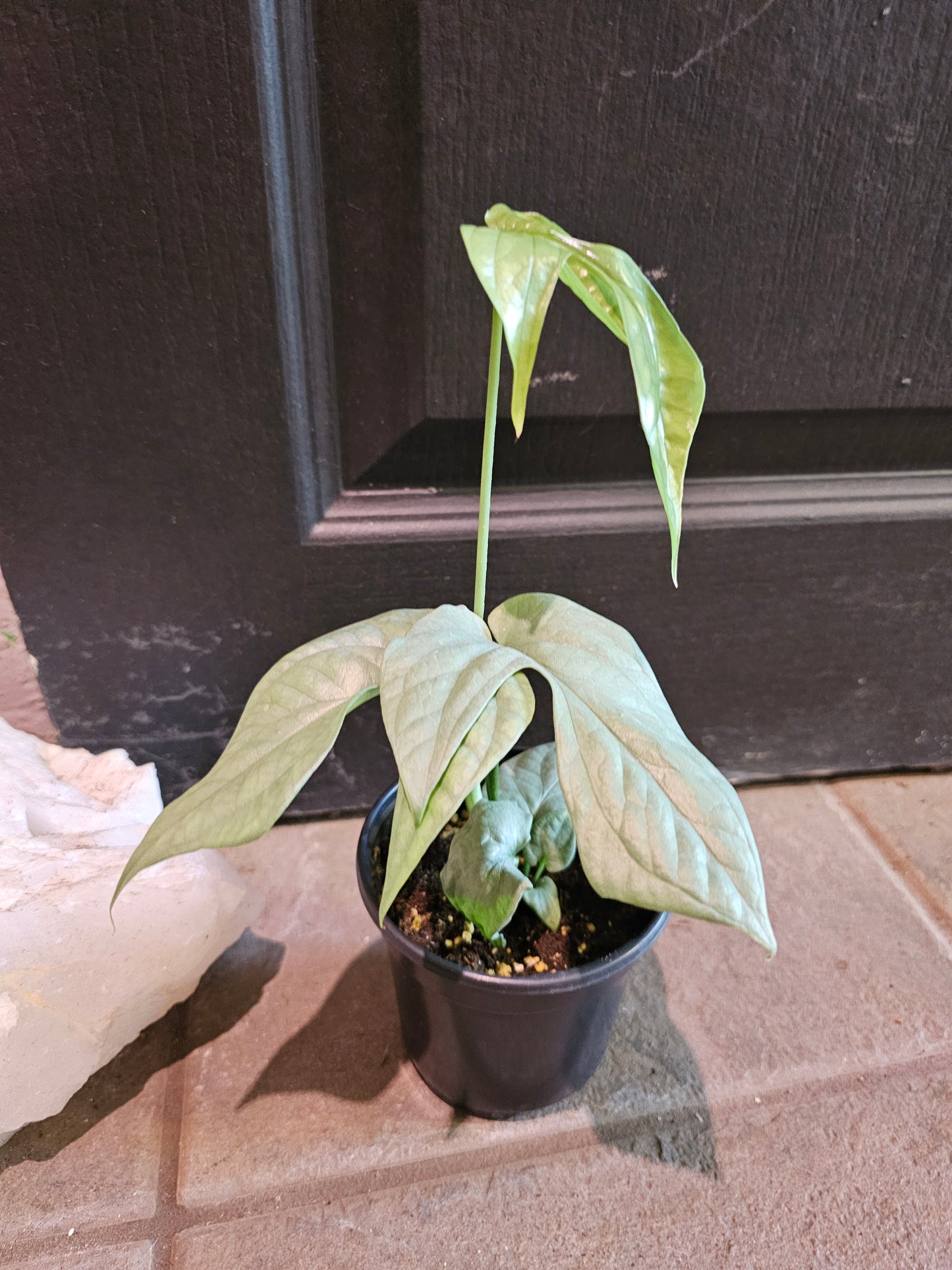 Spiderman Monstera Silver