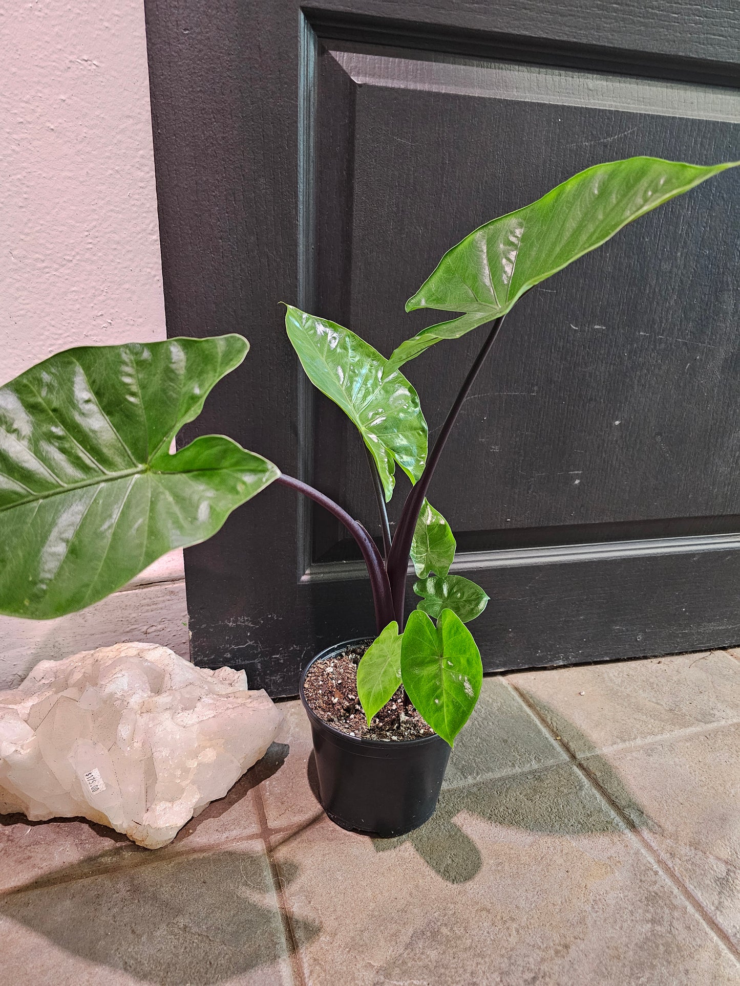 Alocasia Black Stem