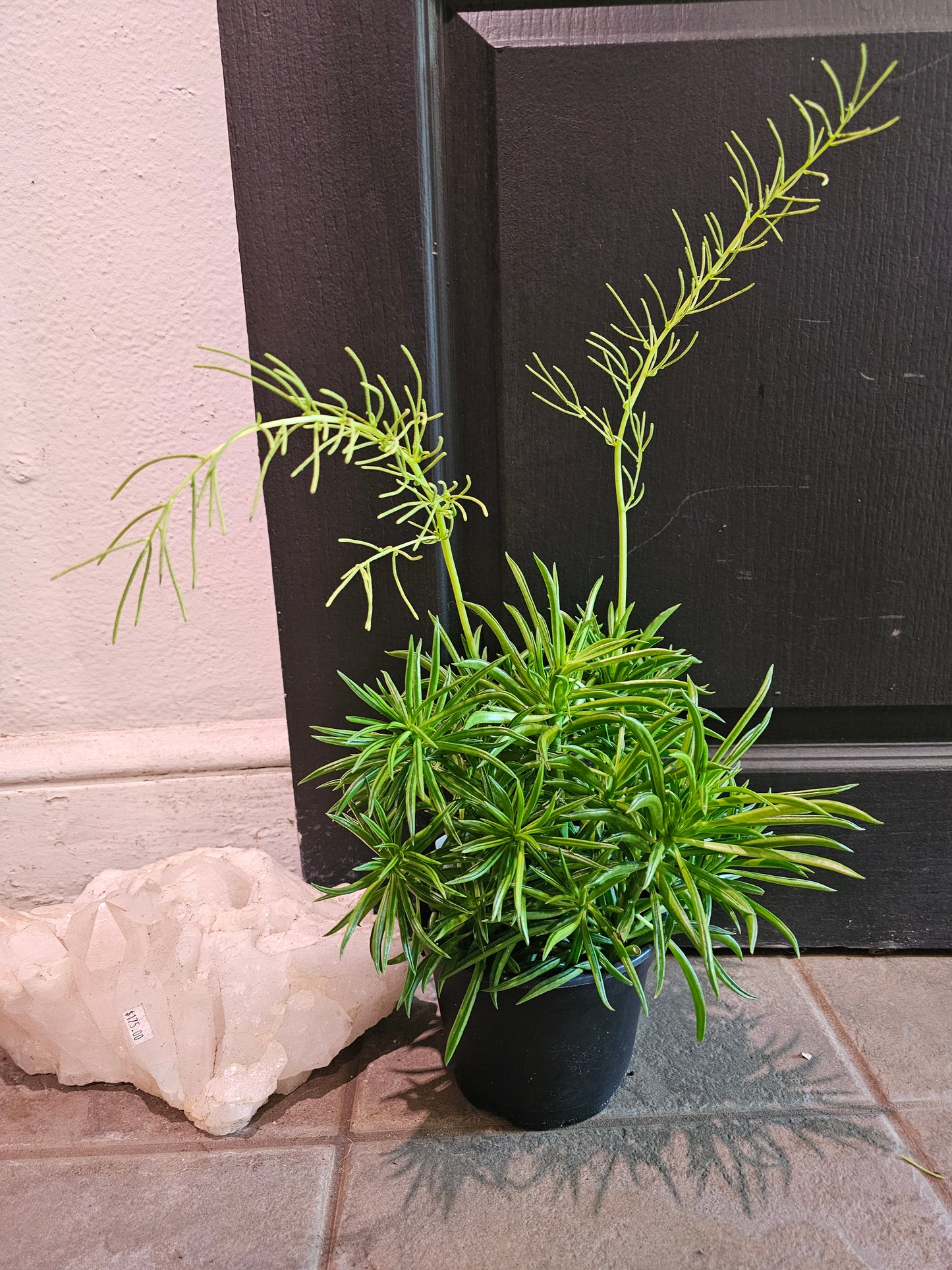 Peperomia  "Green Bean"