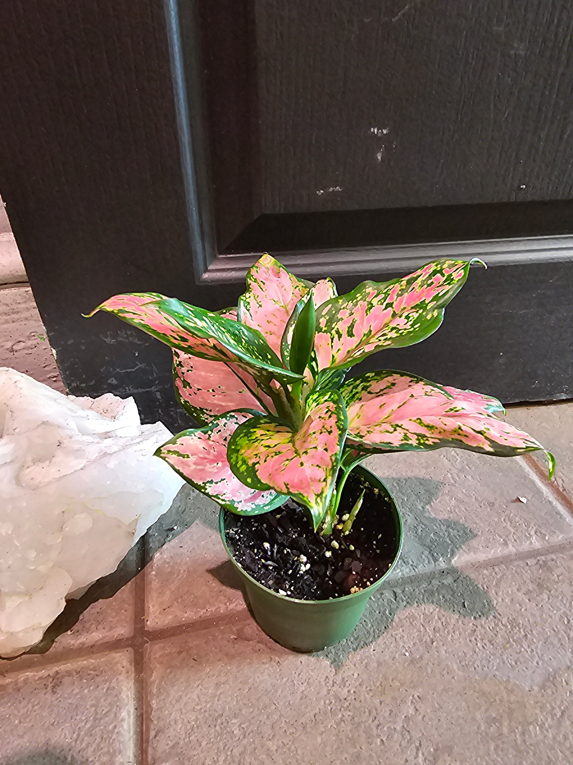 aglaonema lady valentine Aglaonema Lady Valentine – Chlorophyll