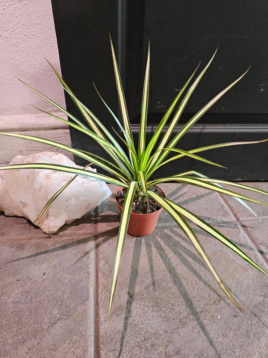 Dracaena Kiwi