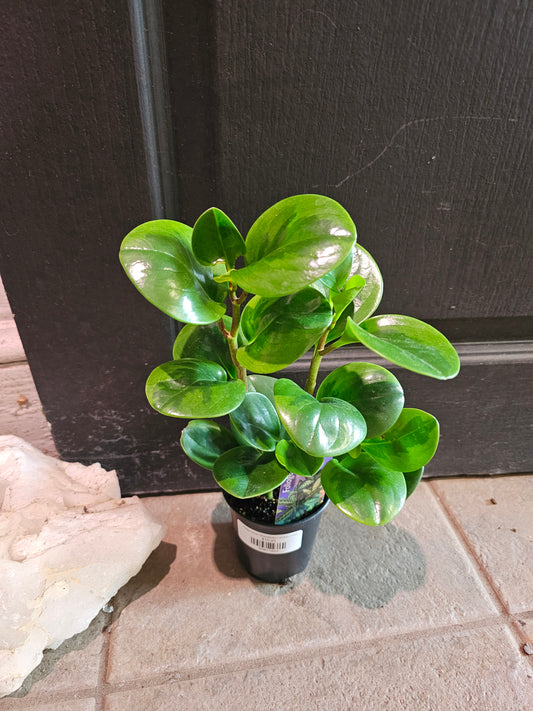 Peperomia Obtusifolia Lemon Lime