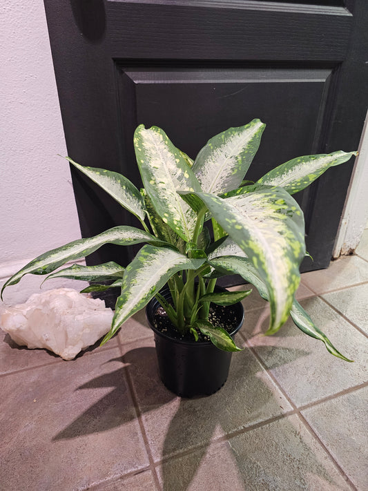 Dieffenbachia 'Panther'