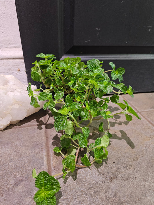 Pilea Nummulariifolia 'Creeping Charlie'