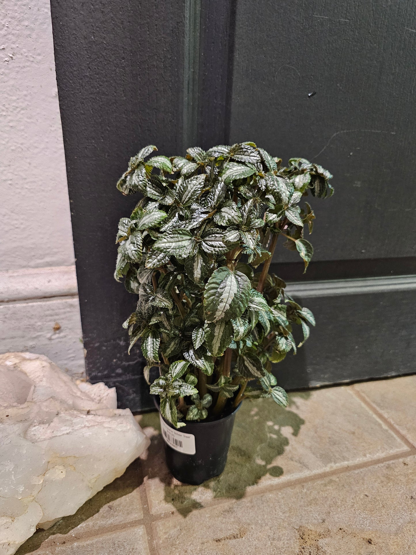 Pilea Spruceana 'Silver Tree'