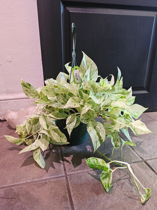 Snow Queen Pothos