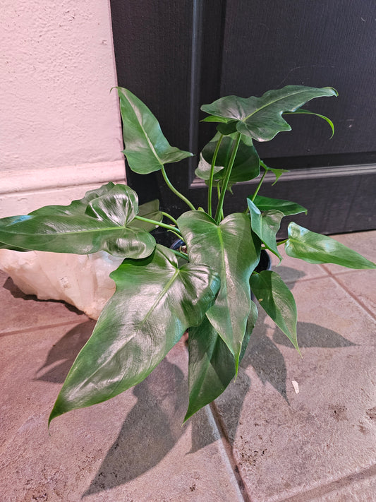 Philodendron 'Golden Dragon'