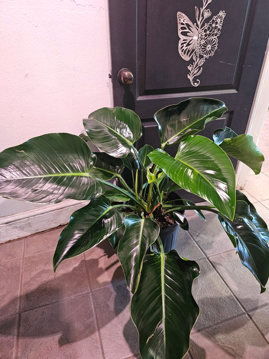 Philodendron Green Congo