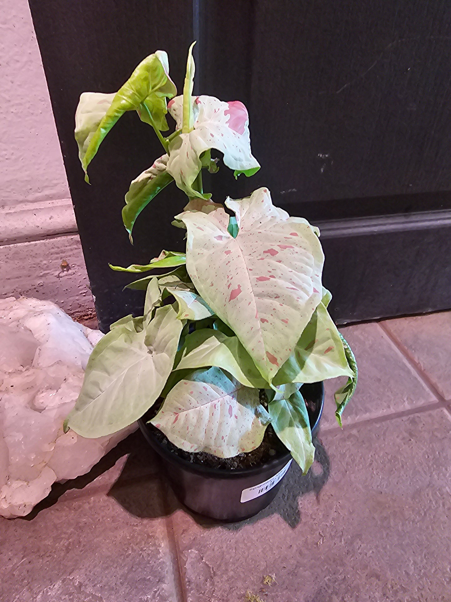 Syngonium 'Milk Confetti'