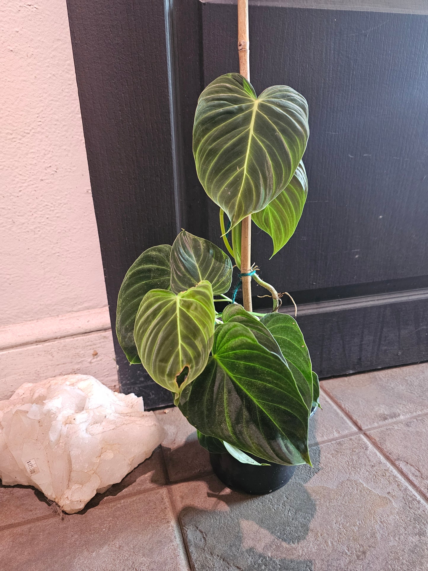 Philodendron Gloriosum