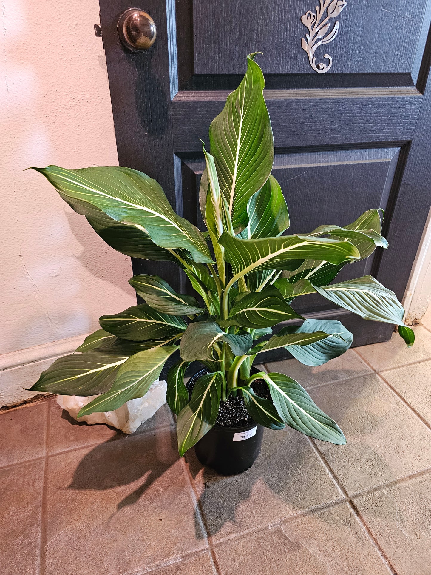 Dieffenbachia 'Sterling'