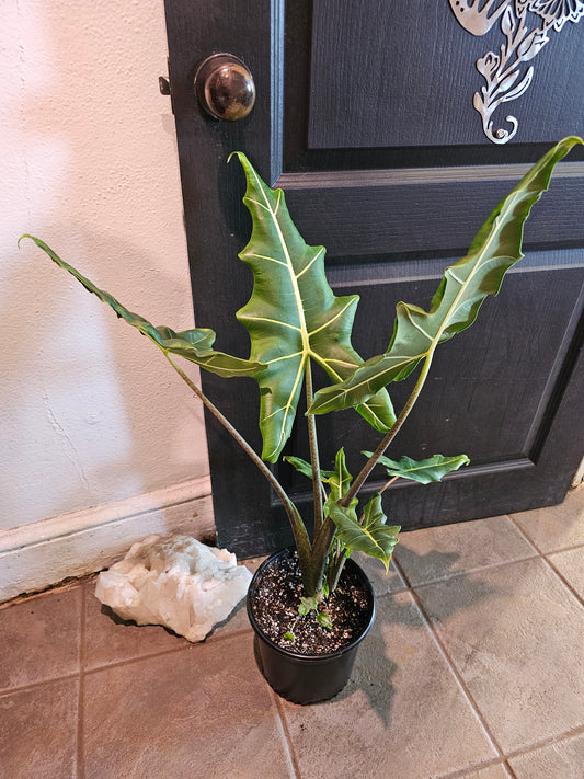 Alocasia Sarian