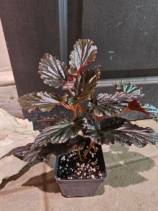 'Black Magic' Angel Wing Begonia