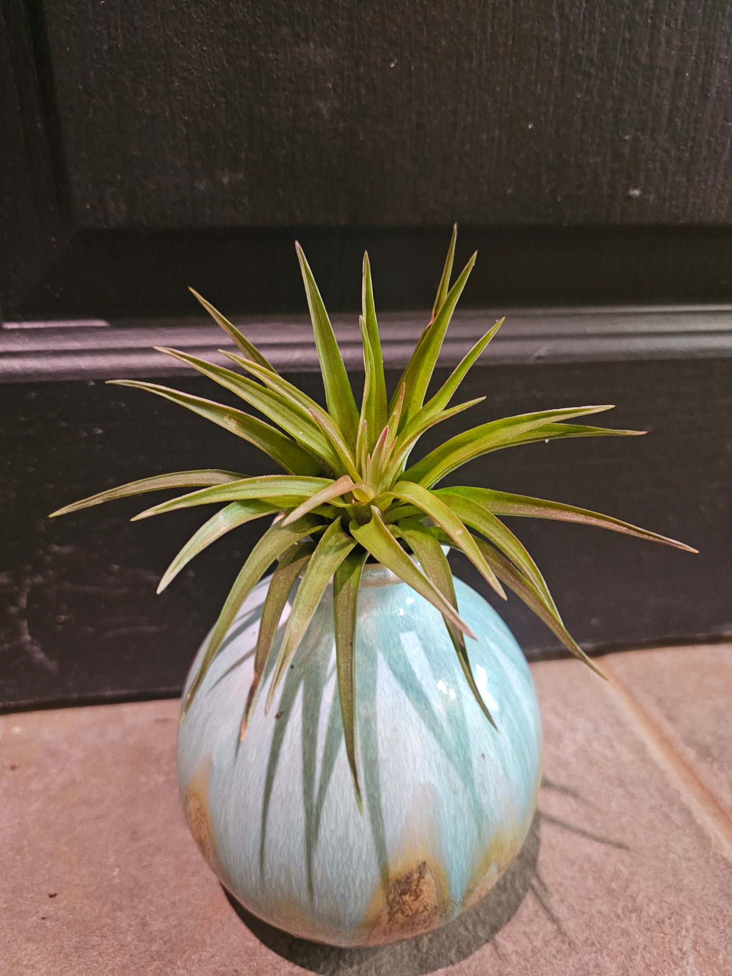 Air Plant - Tillandsia Capitata Select