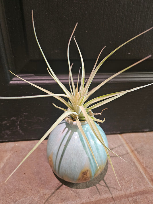 Air Plant - Tillandsia Leonamiana Stricta