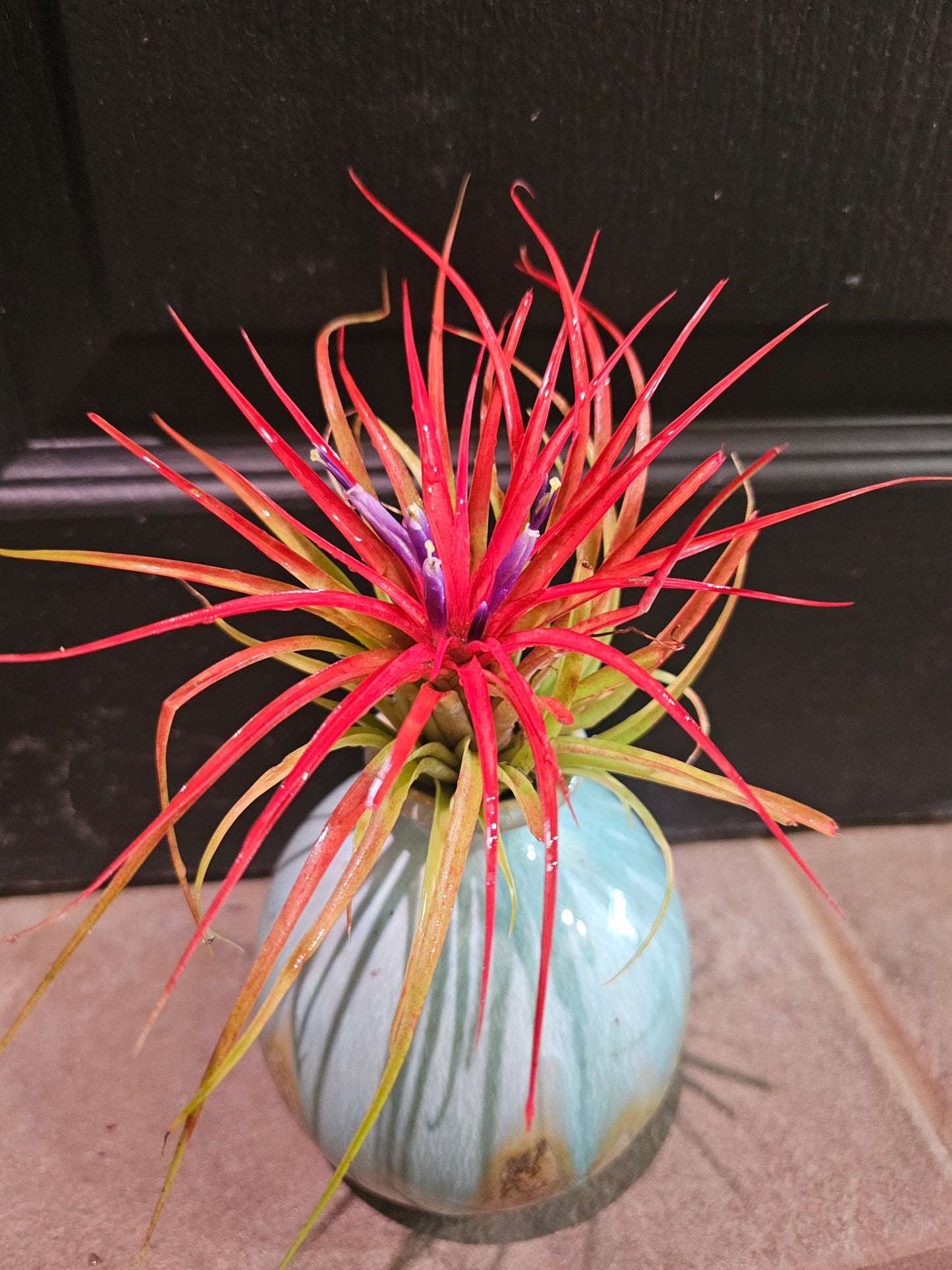 Air Plant - Tillandsia Miniata