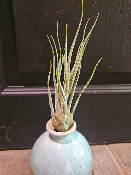 Air Plant - Tillandsia Pruinosa Silver