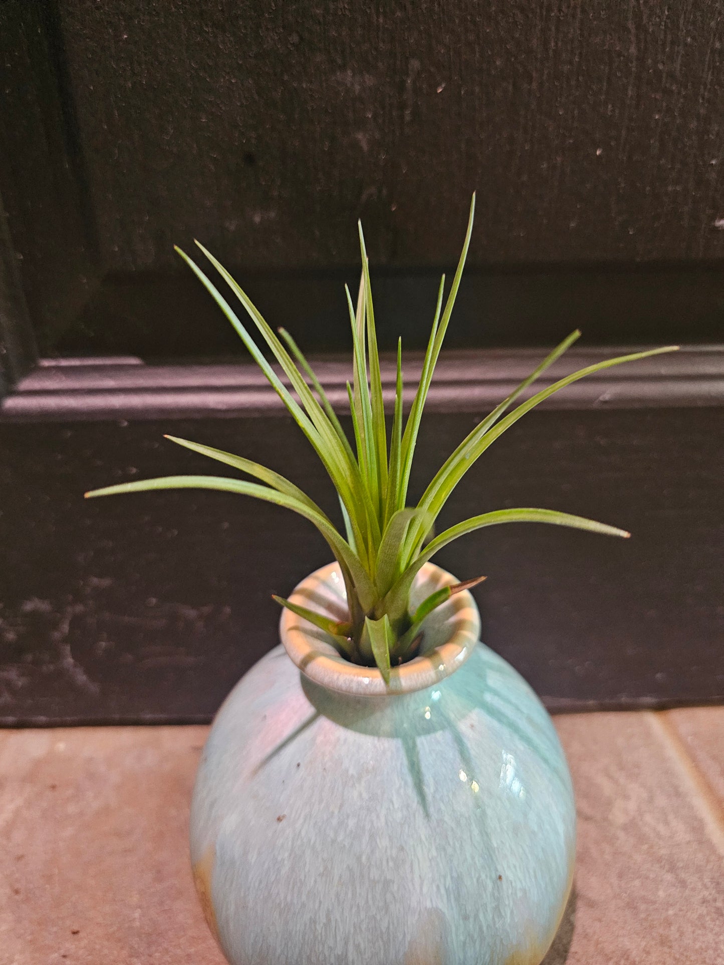 Air Plant - Tillandsia Tricolor