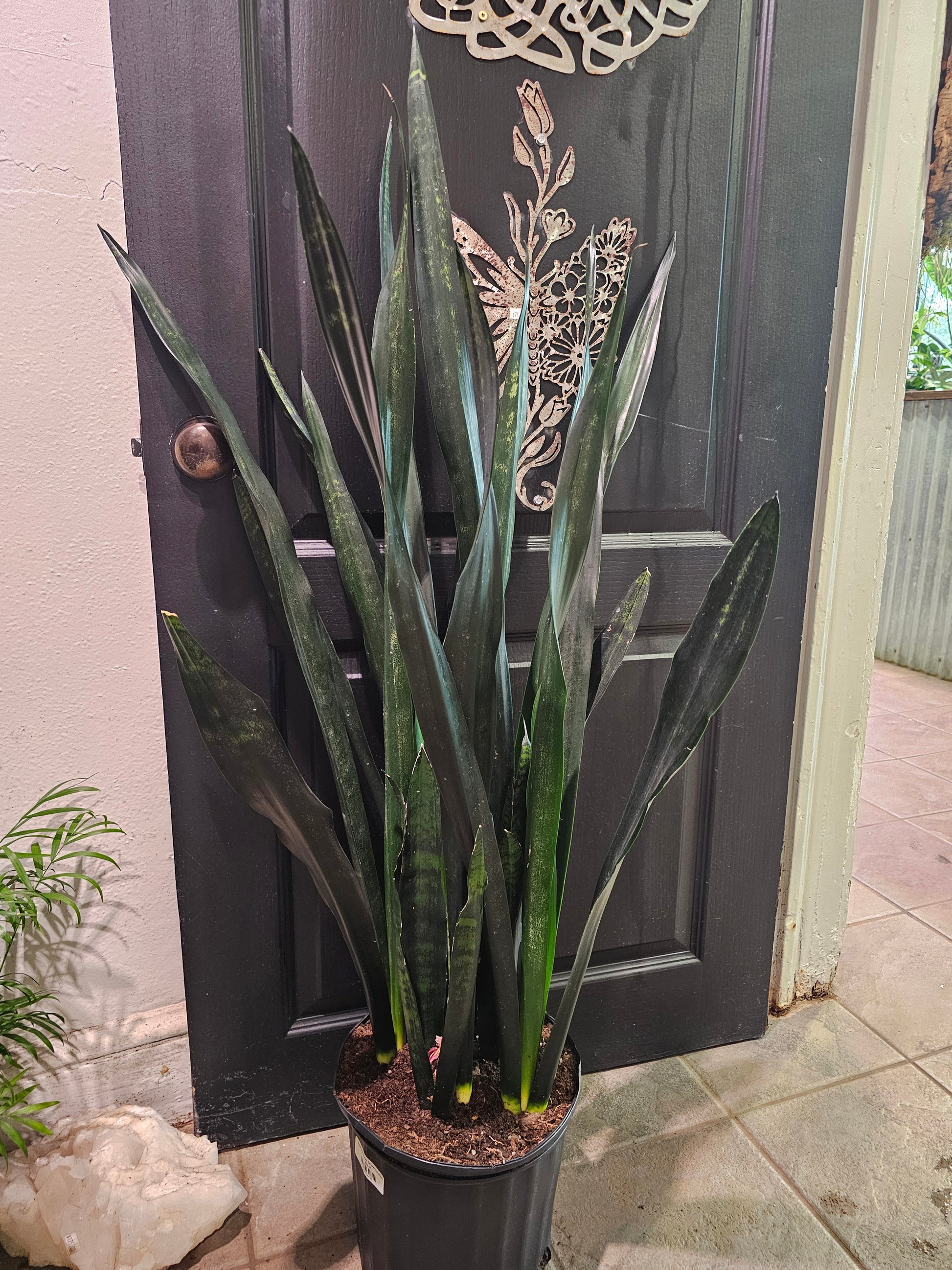 sansevieria queen Sansevieria Snow Queen – Chlorophyll