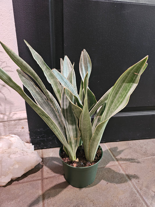 Sansevieria Sayuri