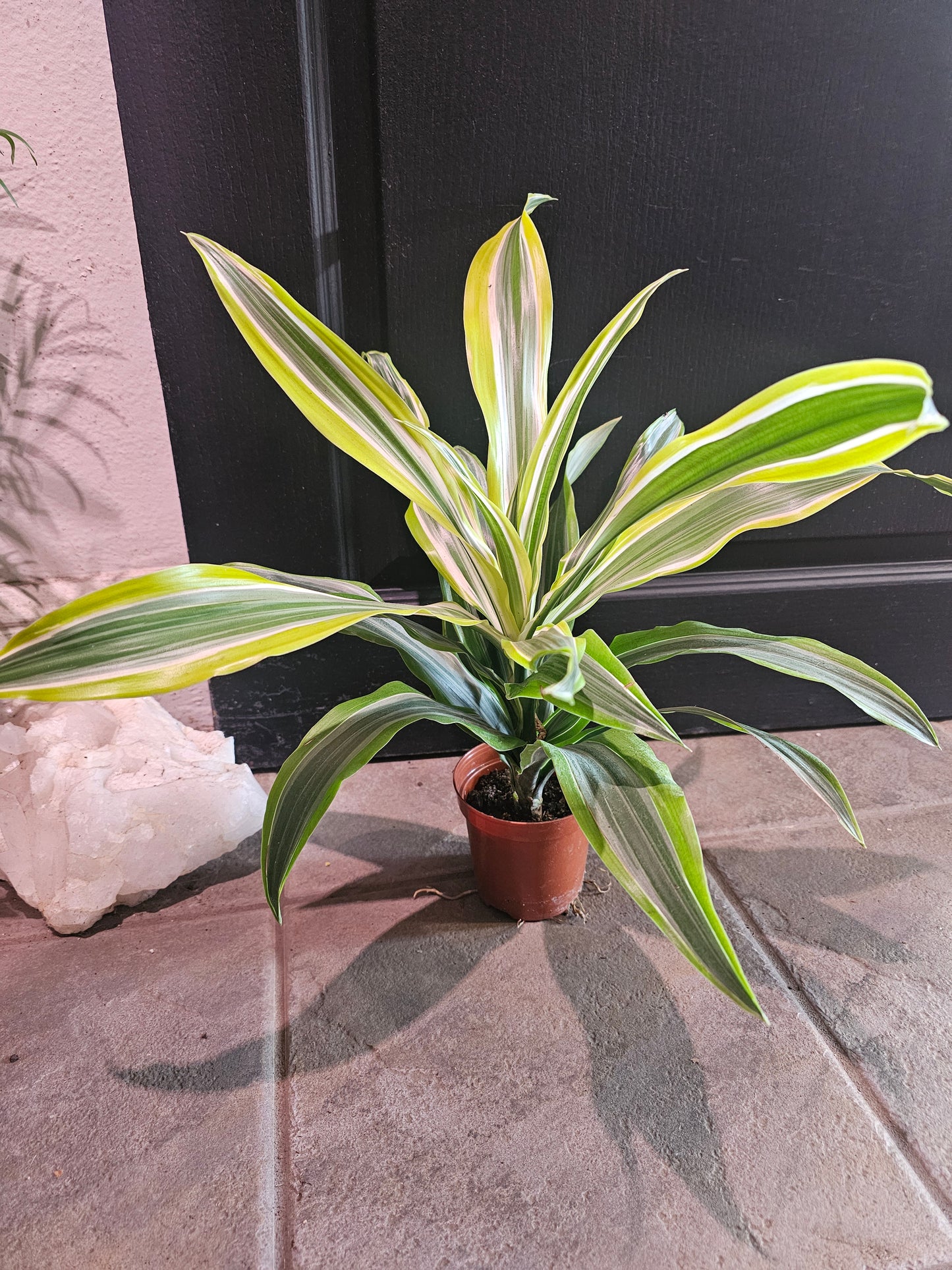 Dracaena Lemon Lime