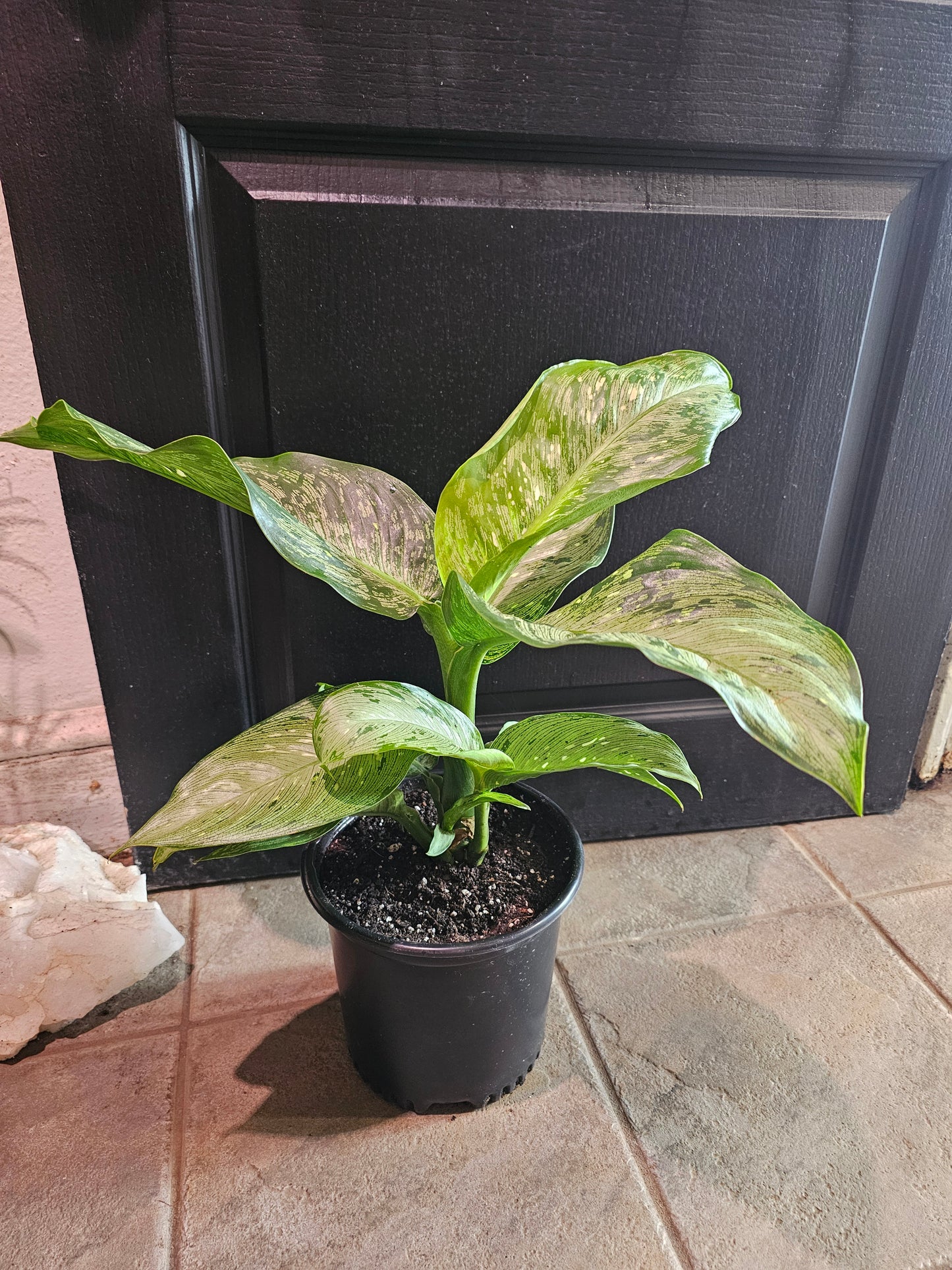 Dieffenbachia 'Snow'