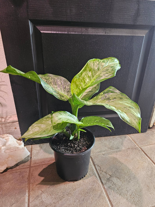 Dieffenbachia 'Snow'