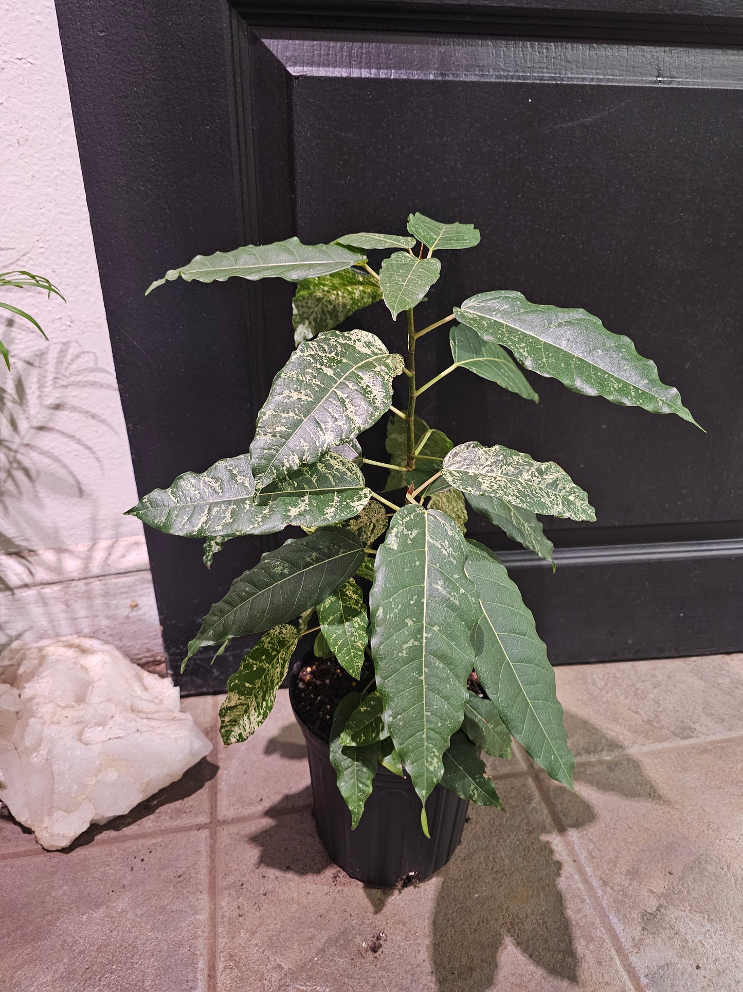 Ficus Aspera 'Clown Fig'