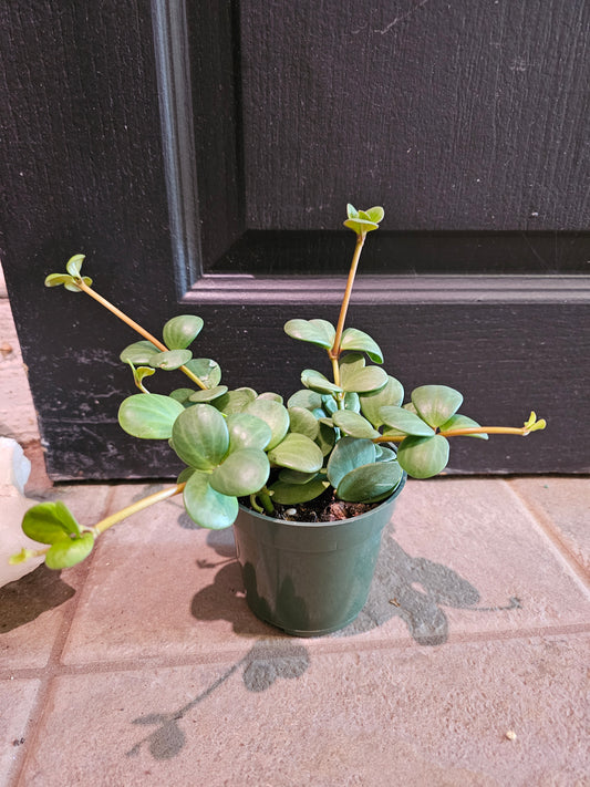 Peperomia 'Hope'