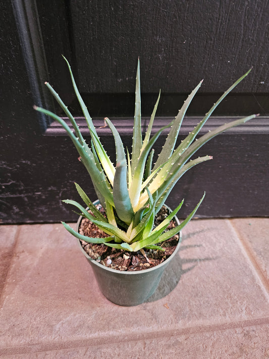Solar Flare Aloe