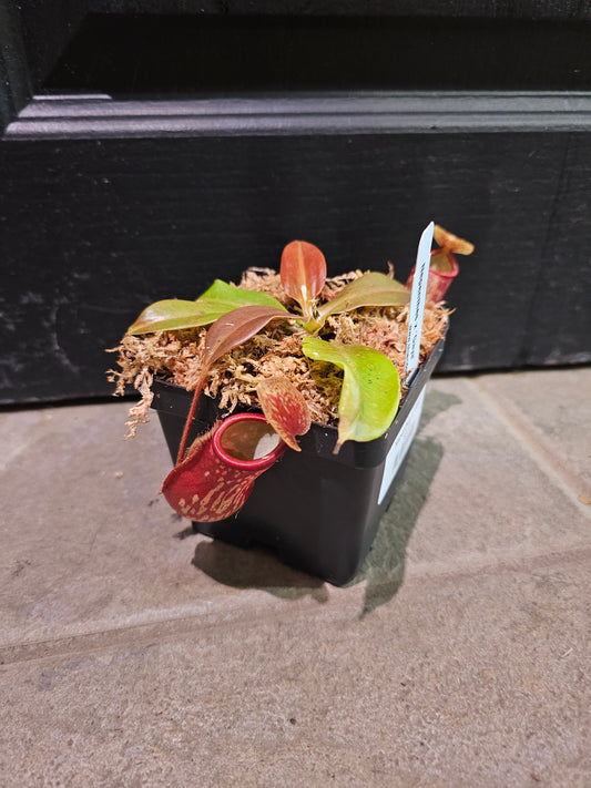Nepenthes x 'Gaya'