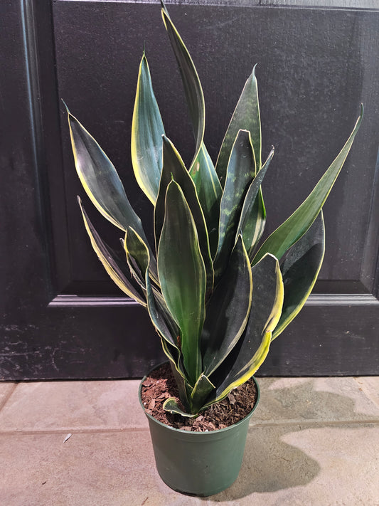 Sansevieria 'Fabi'