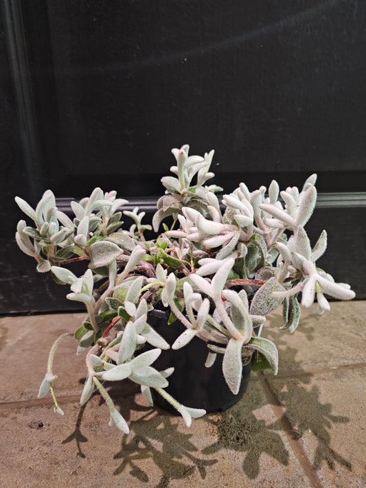 Kalanchoe Eriophylla 'Snow White'
