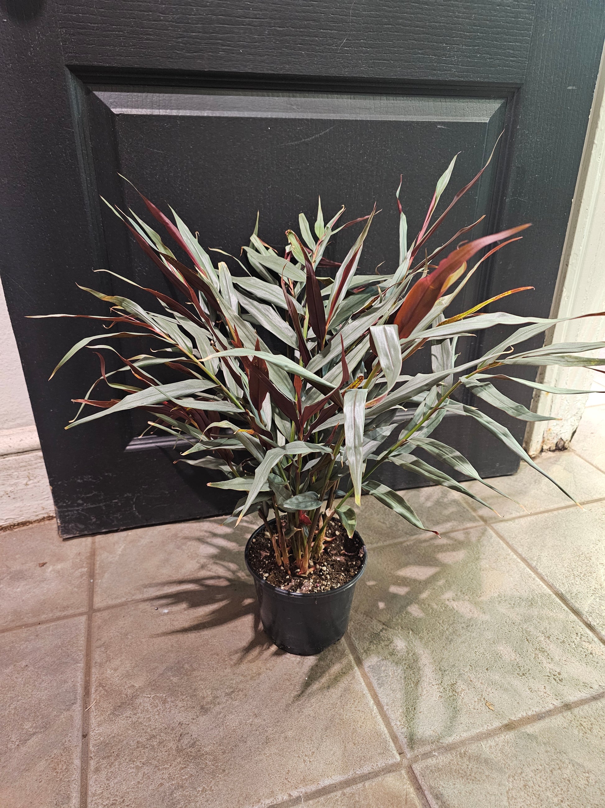 alpinia indoor plant Alpinia Red Rubin 'Ginger' – Chlorophyll