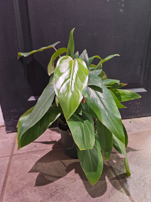 Philodendron 'Red Emerald'